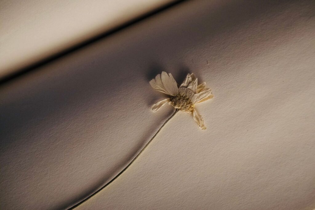 Flor seca sobre papel texturizado com luz natural suave, imagem para o texto sobre marca memorável